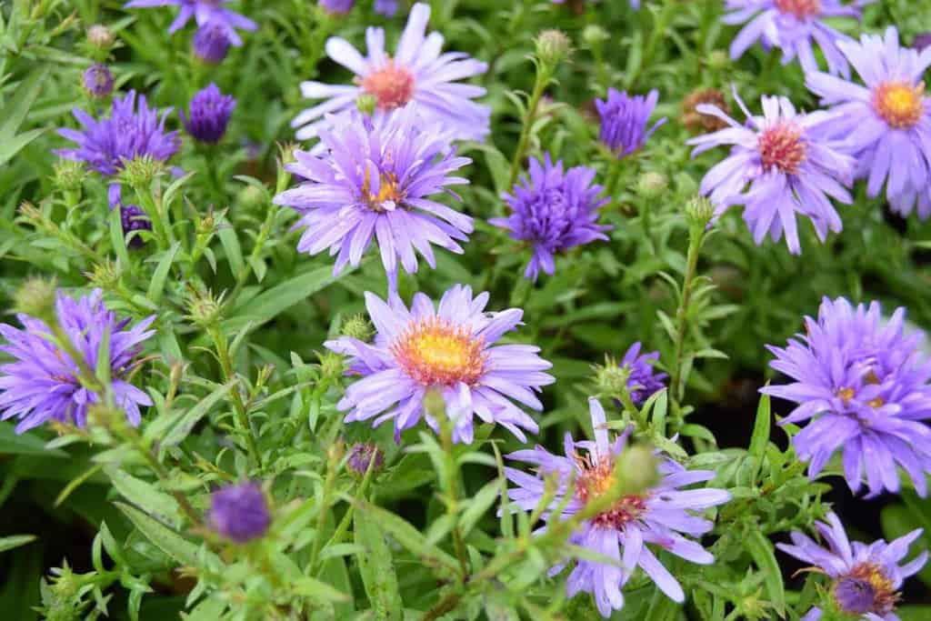 Symphyotrichum novi-belgii 'Early Blue' ---